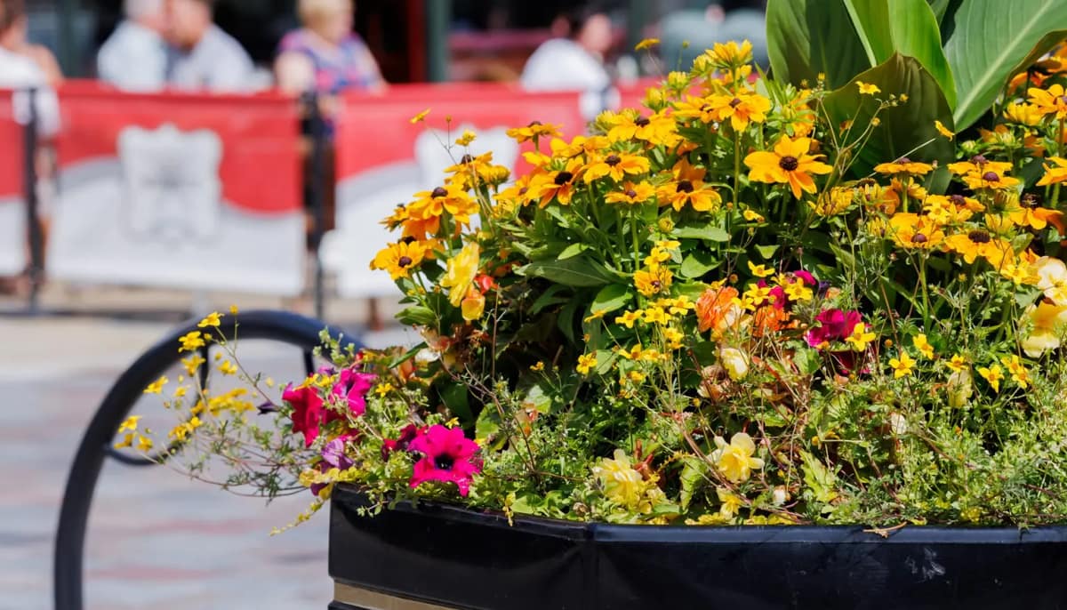 Bloomin' marvellous results! — Darlington news photo