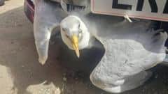 Gull's 'lucky escape' after getting stuck in car — Darlington news photo
