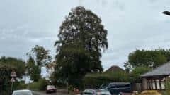 Residents rally to protect tree from development — Darlington news photo