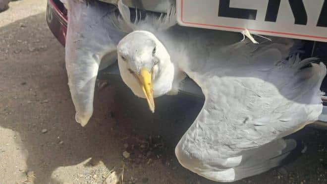 Gull's 'lucky escape' after getting stuck in car — Darlington news photo
