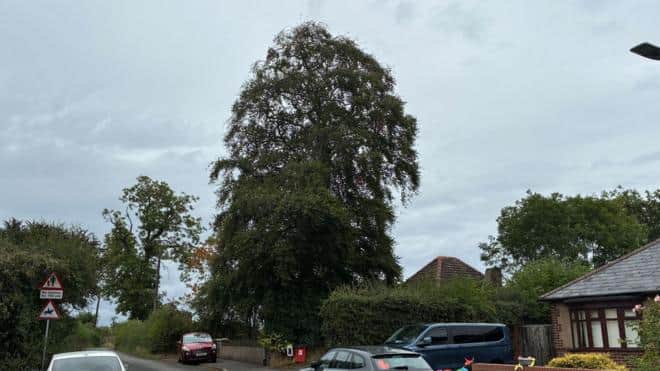 Residents rally to protect tree from development — Darlington news photo
