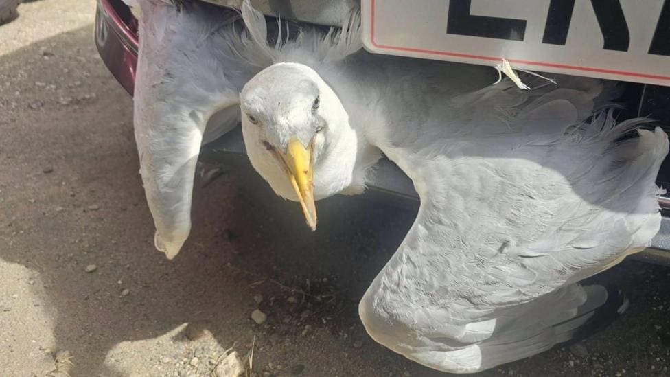 Gull's 'lucky escape' after getting stuck in car — Darlington news photo (BBC Tees)