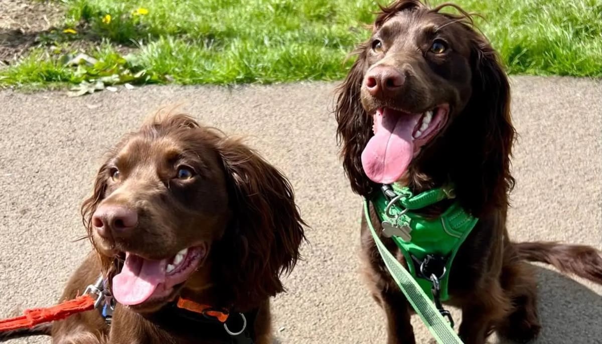 Consultation on renewal of dog controls — Darlington news photo (Darlington Borough Council)