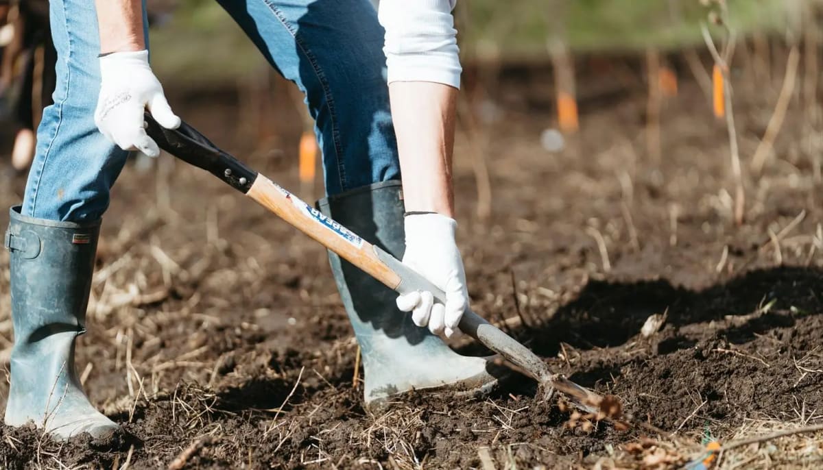 Free bulb planting for all the family — Darlington news photo (Darlington Borough Council)